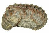 Long, Curled Morocops Trilobite - Morocco #323513-1
